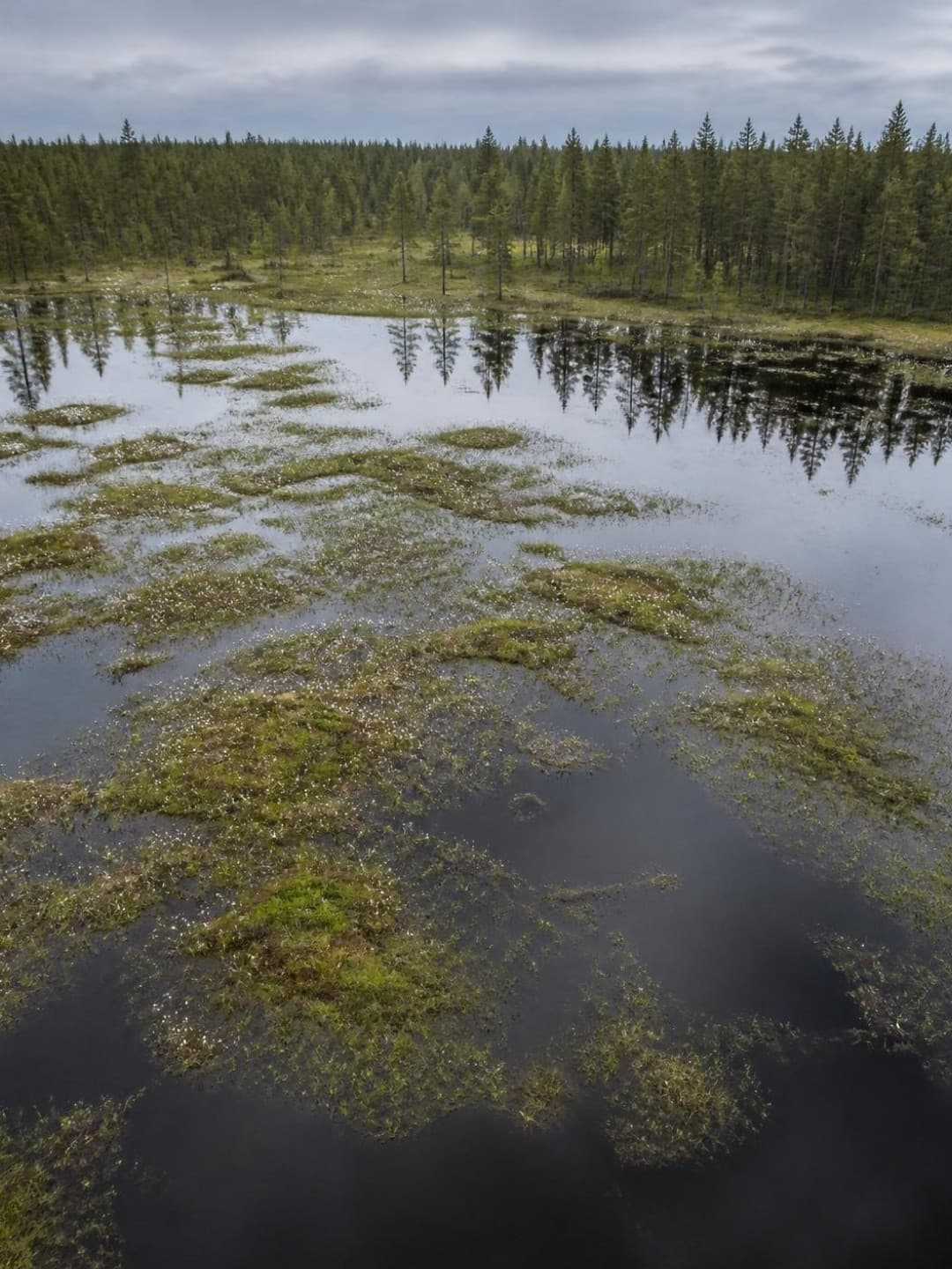 Öppen myr med vattenspeglar och granskog i bakgrunden