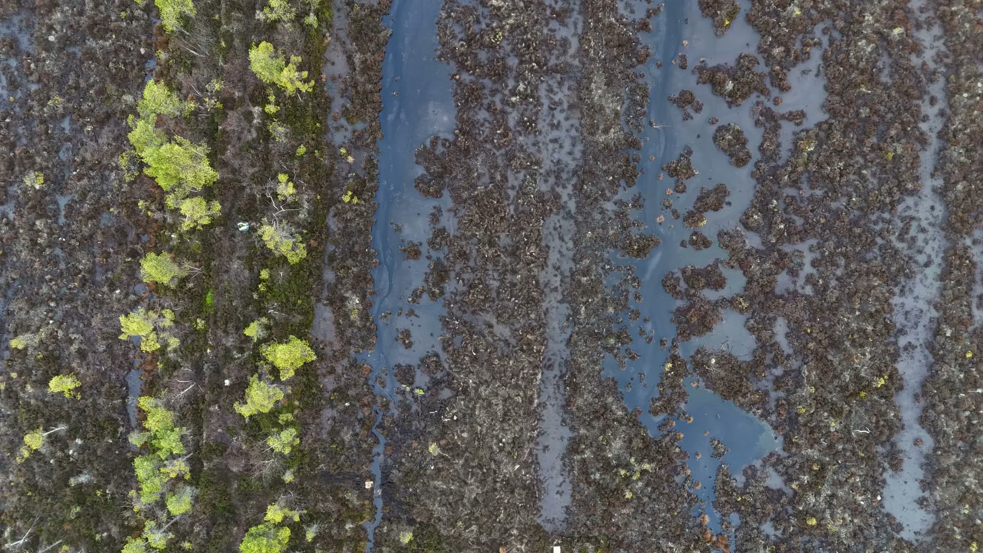 Torvmark med vattensamlingar och tallar, sett rakt ovanifrån